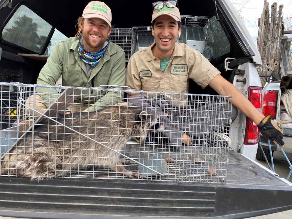 Milwaukee raccoon trapping